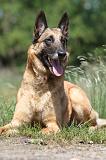 MALINOIS 711